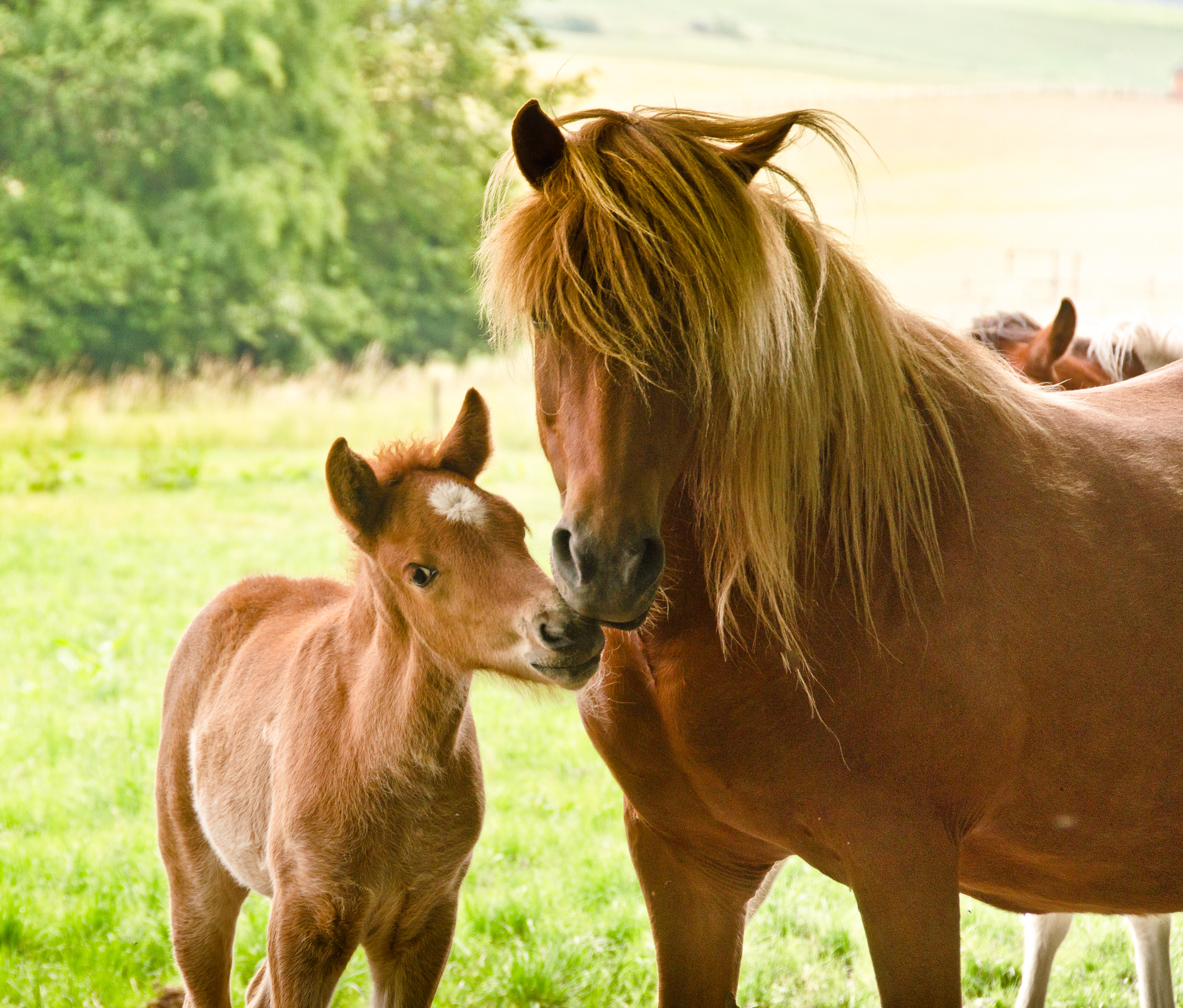 Horse and her foal
